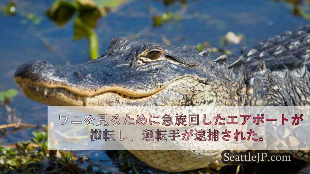 ワニを見るために急旋回したエアボートが横転し、運転手が逮捕された。