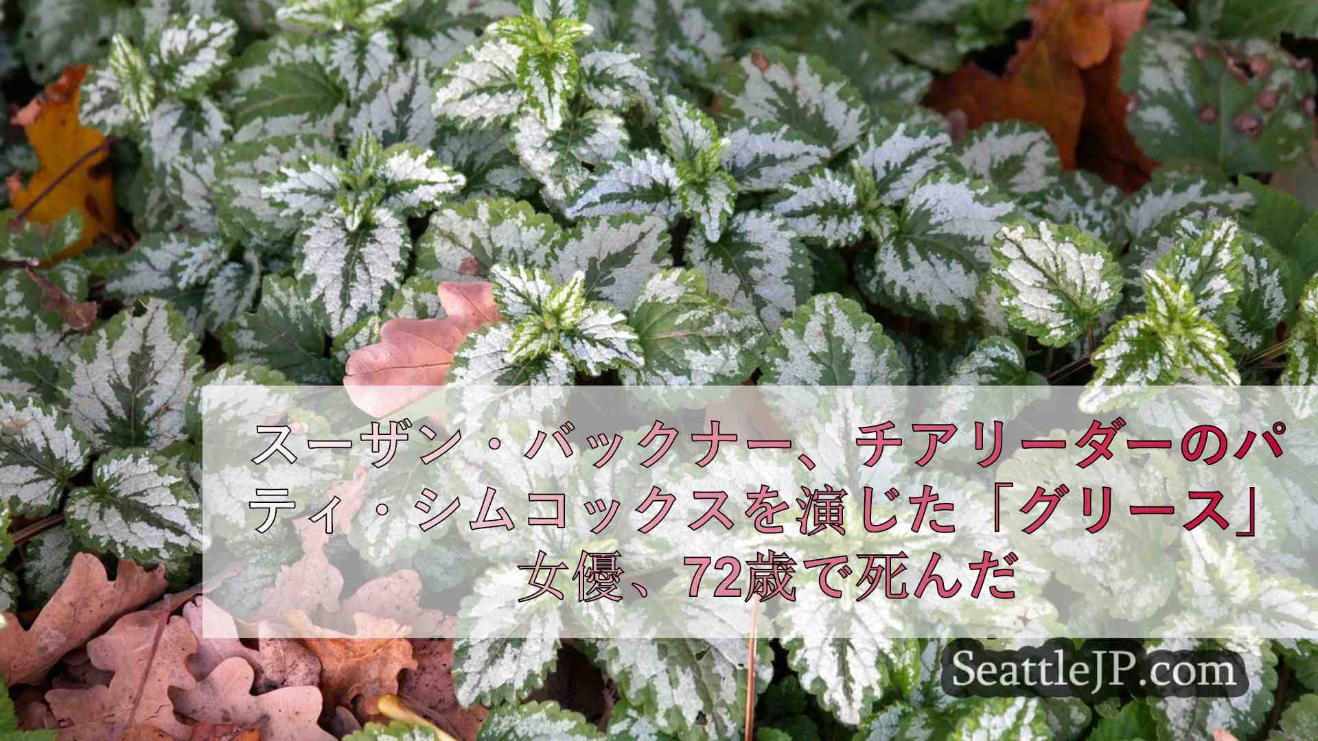 シアトルニュース SeattleJP