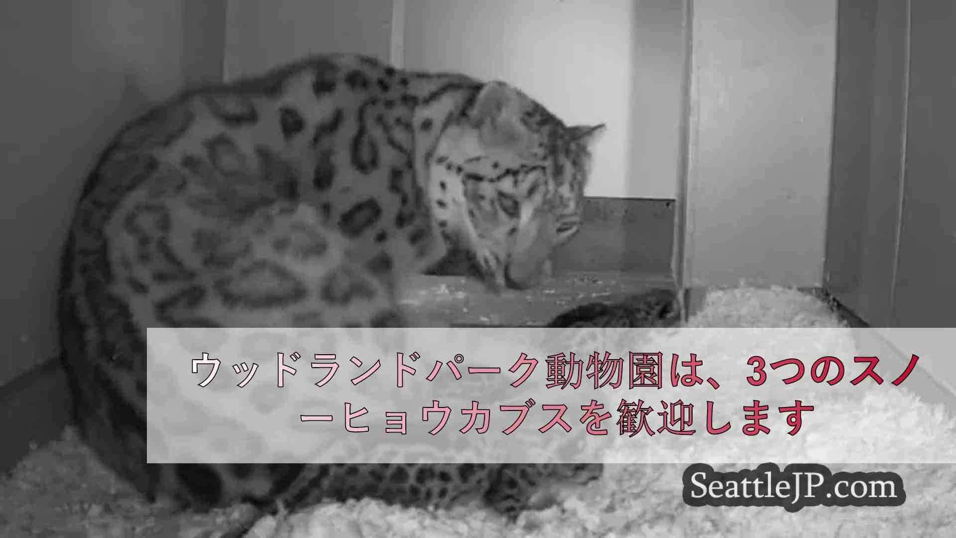 ウッドランドパーク動物園は、3つのスノーヒョウカブスを歓迎します