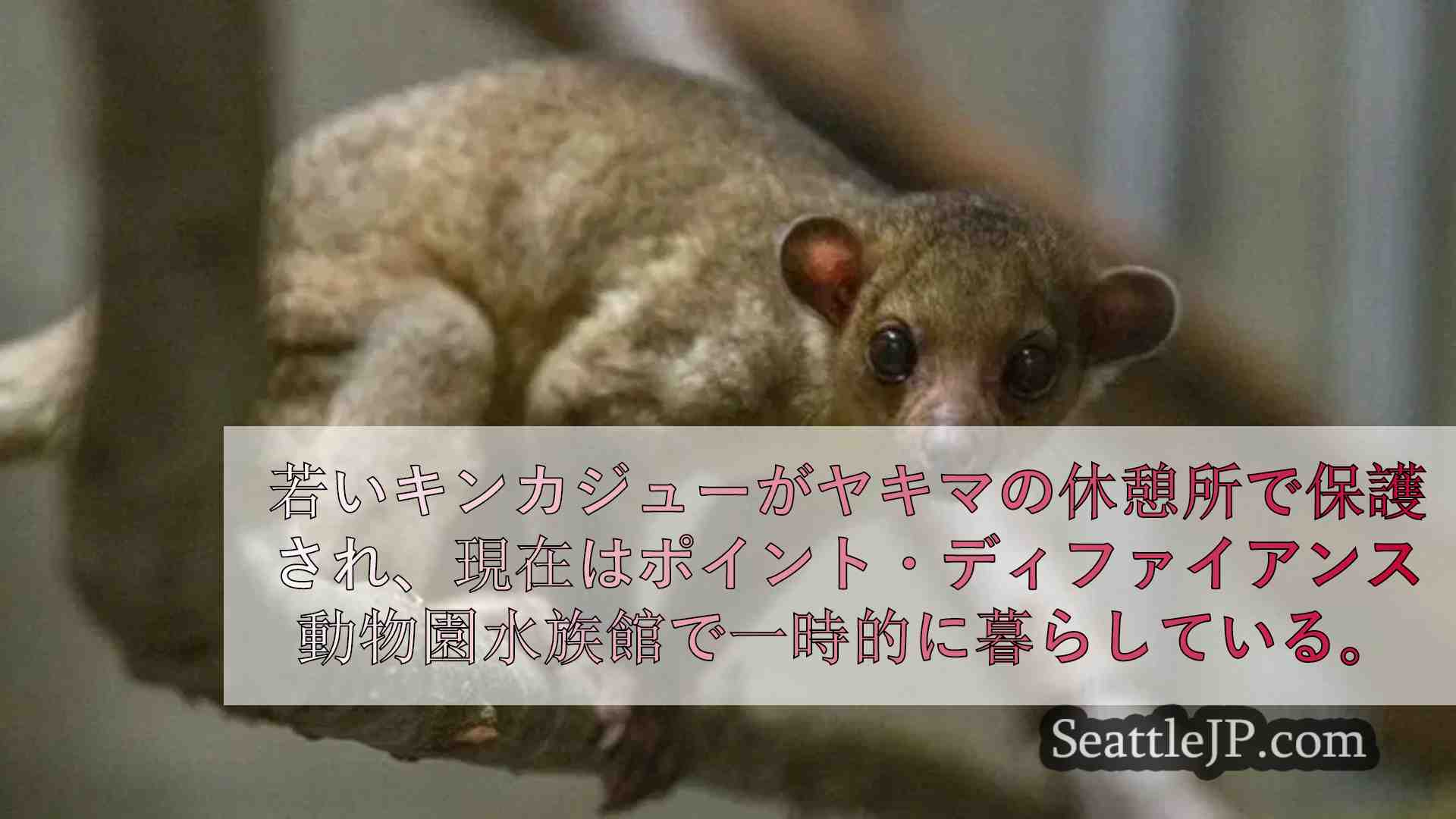 ヤキマの休憩所で迷子のキンカジューが救出され、ポイント・ディファイアンス動物園で