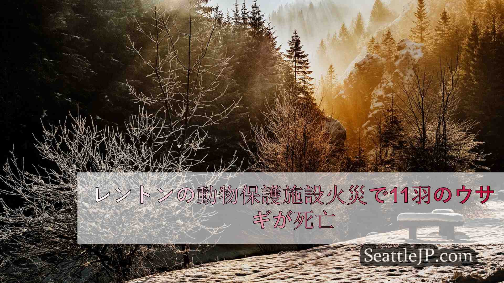 シアトルニュース SeattleJP
