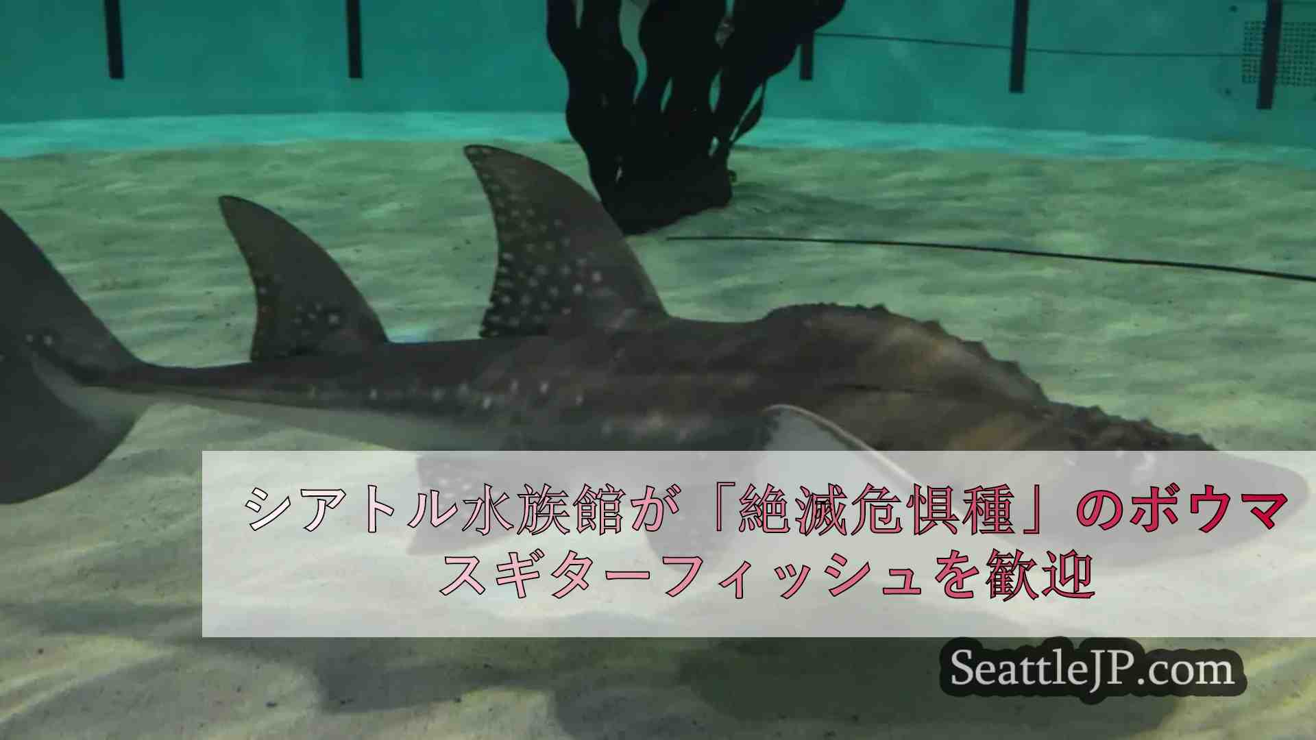 シアトル水族館が「絶滅危惧種」のボウマスギターフィッシュを歓迎