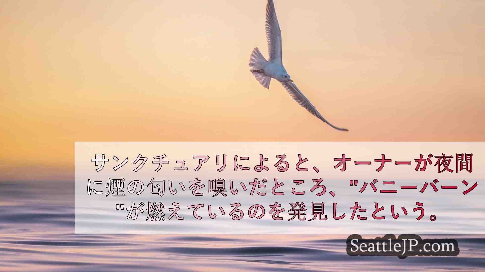 シアトルニュース SeattleJP