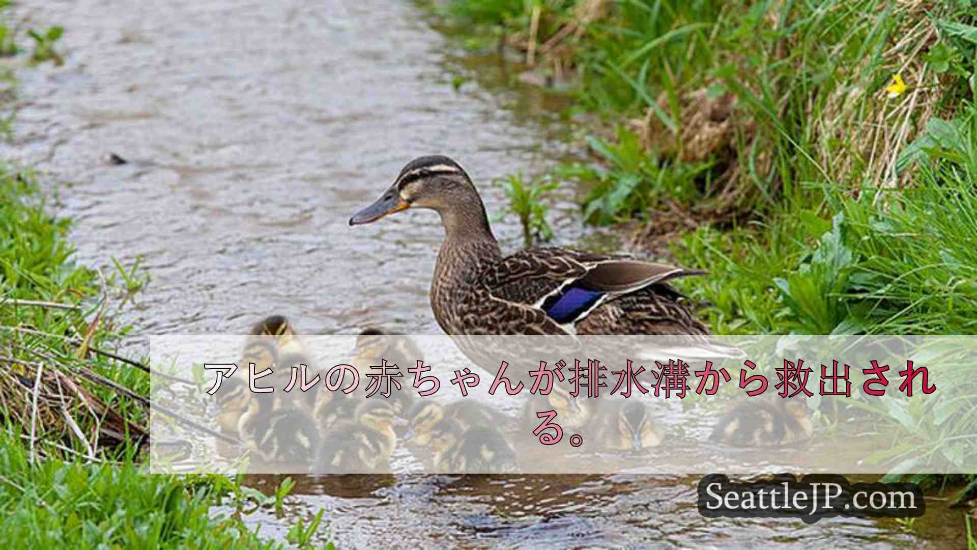 アヒルの赤ちゃんが排水溝から救出される。