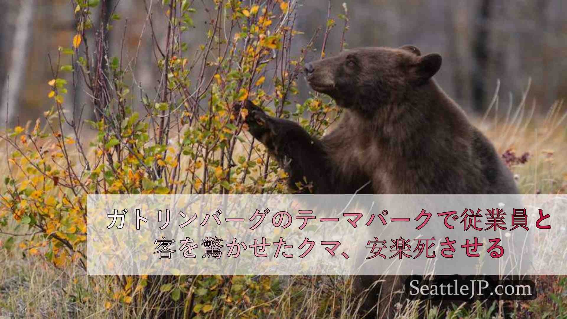 ガトリンバーグのテーマパークで従業員と客を驚かせたクマ、安楽死させる