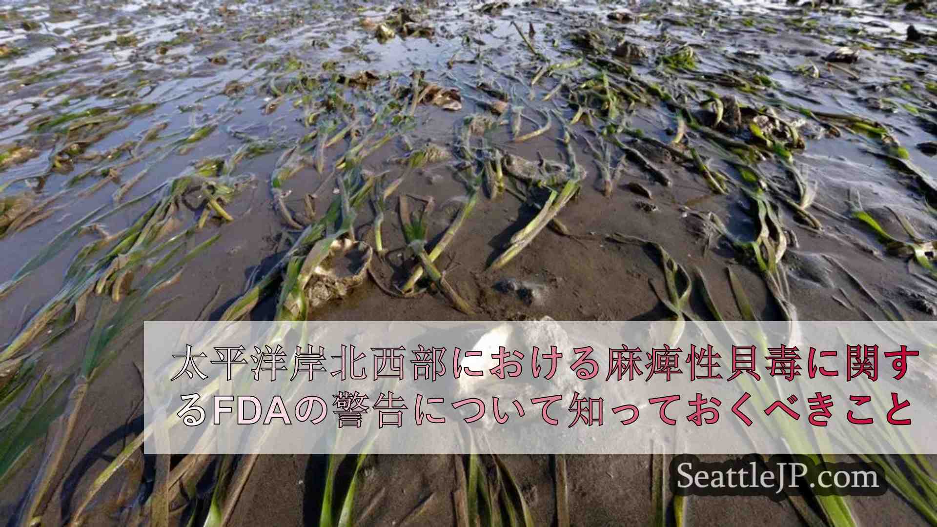 太平洋岸北西部における麻痺性貝毒に関するFDAの警告について知っておくべ