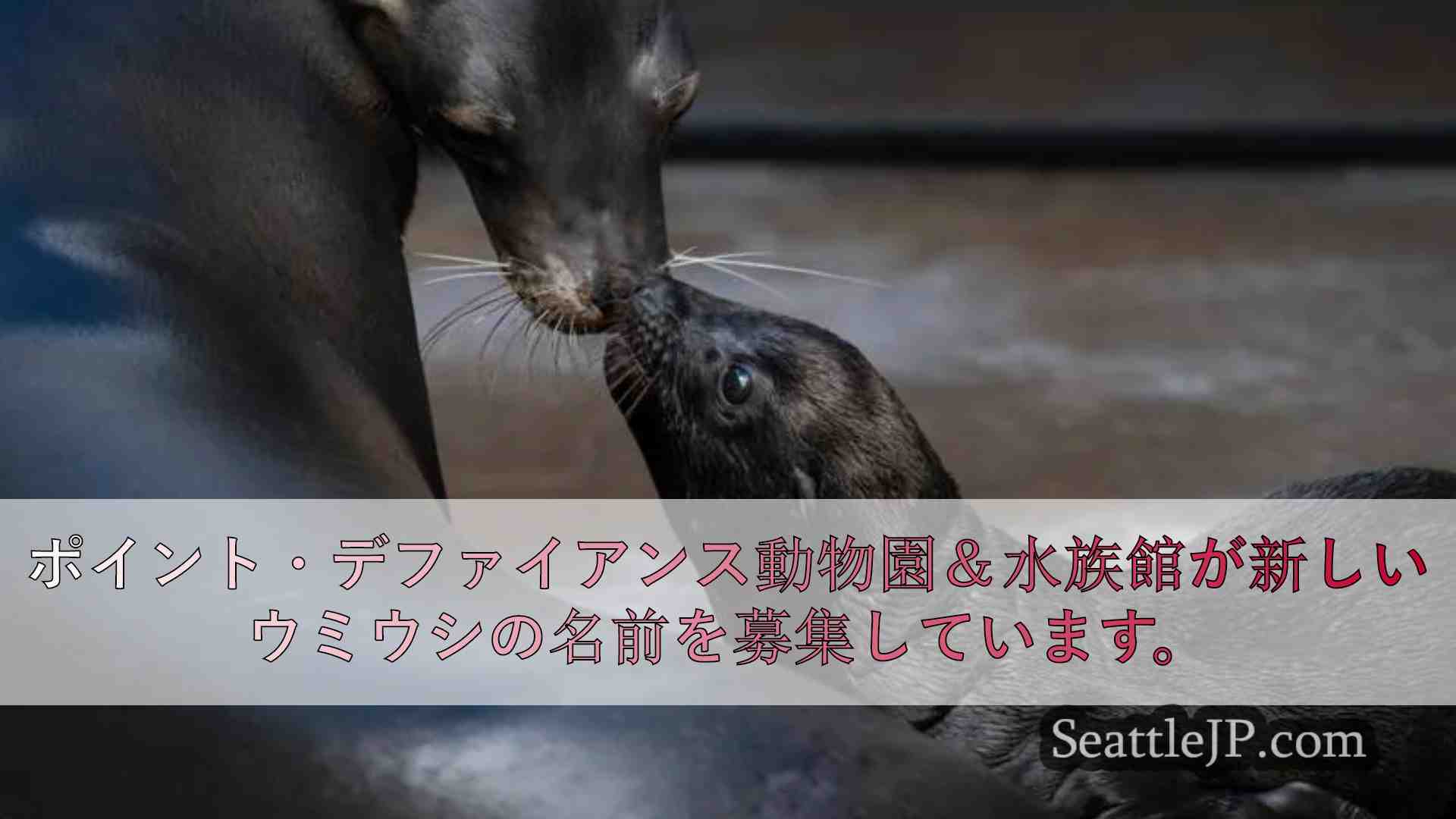 ポイント・デファイアンス動物園＆水族館が新しいアシカの子犬の命名にご協力ください