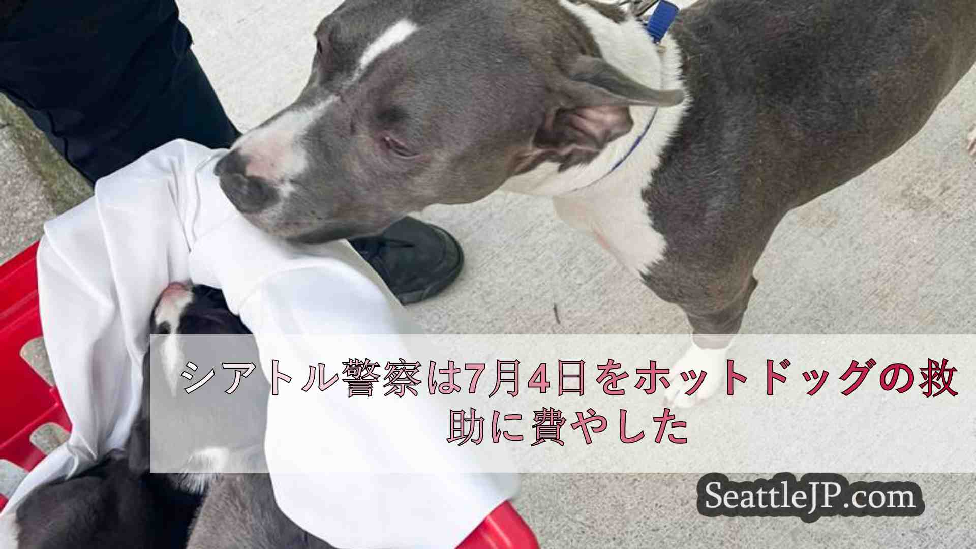 シアトルニュース SeattleJP