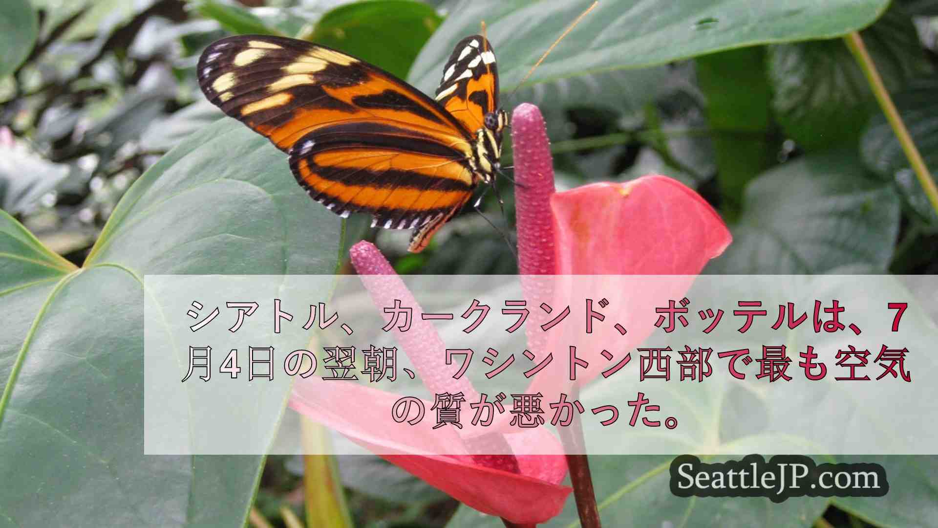 シアトルニュース SeattleJP