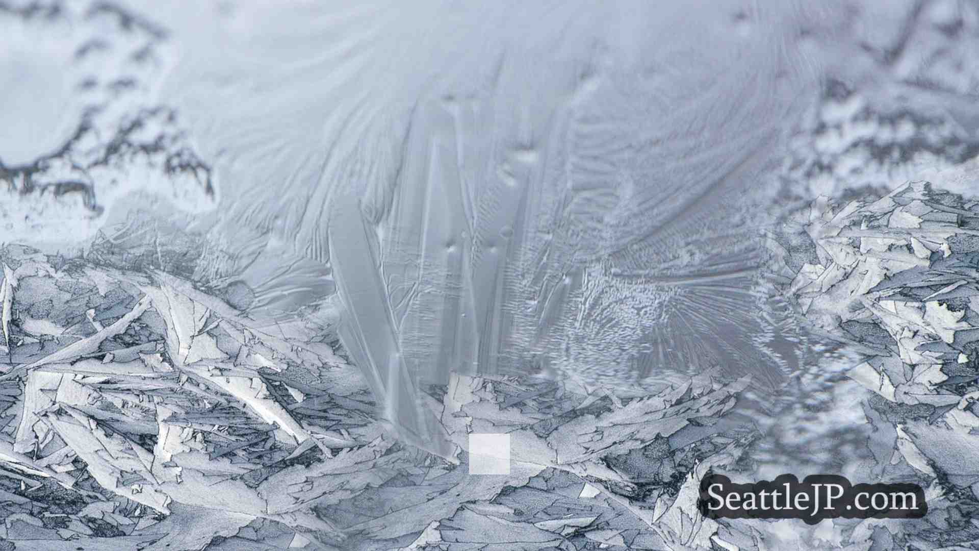 シアトルニュース SeattleJP