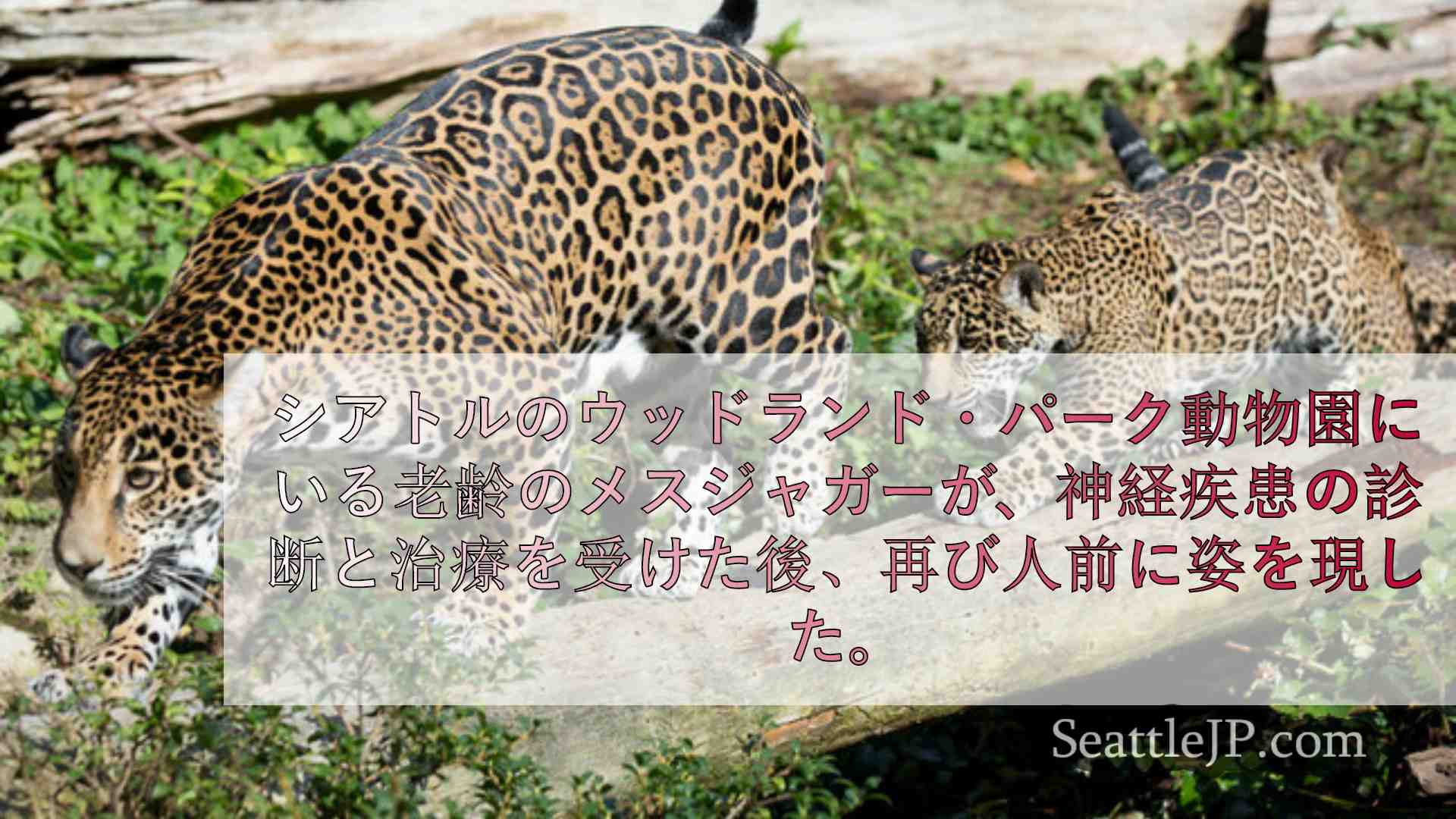 シアトルニュース SeattleJP