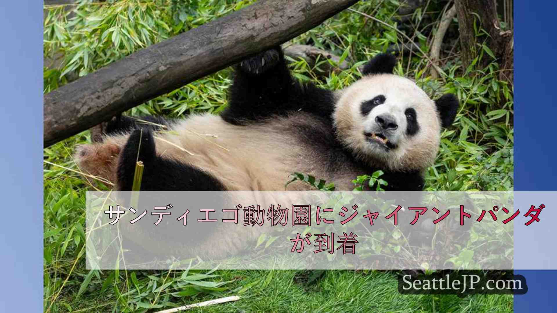 サンディエゴ動物園にジャイアントパンダが到着