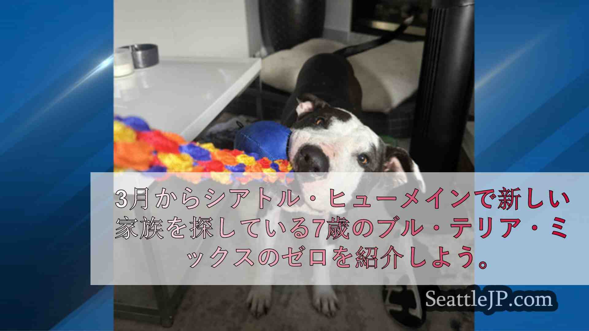 シアトルニュース SeattleJP