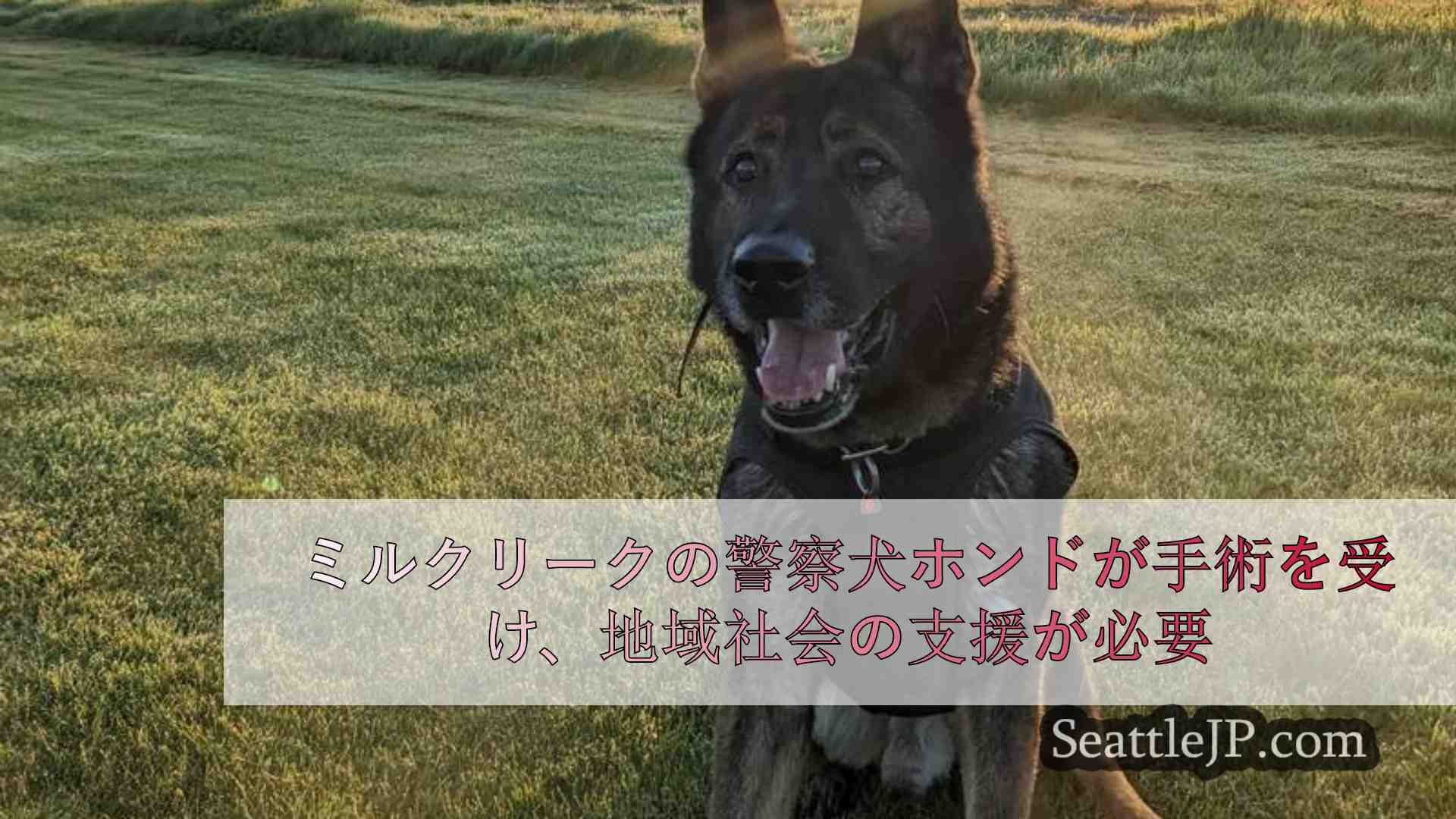 ミルクリークの警察犬ホンドが手術を受け、地域社会の支援が必要