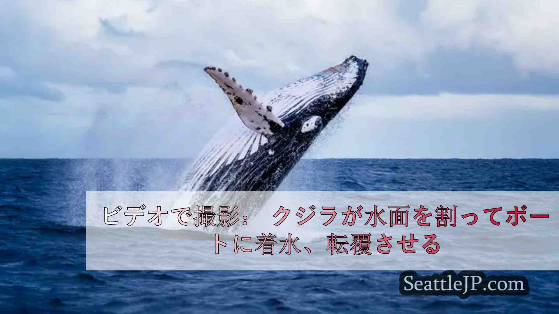 ビデオで撮影： クジラが水面を割ってボートに着水、転覆させる
