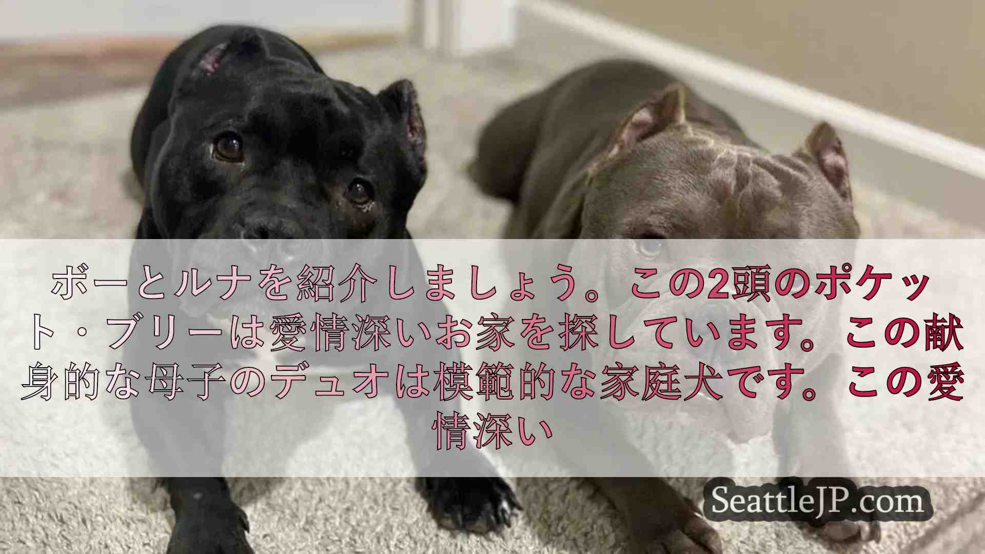 母子犬コンビのボーとルナが新しい家を探す