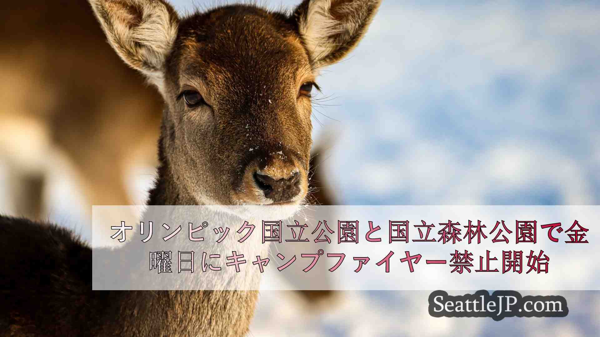シアトルニュース SeattleJP
