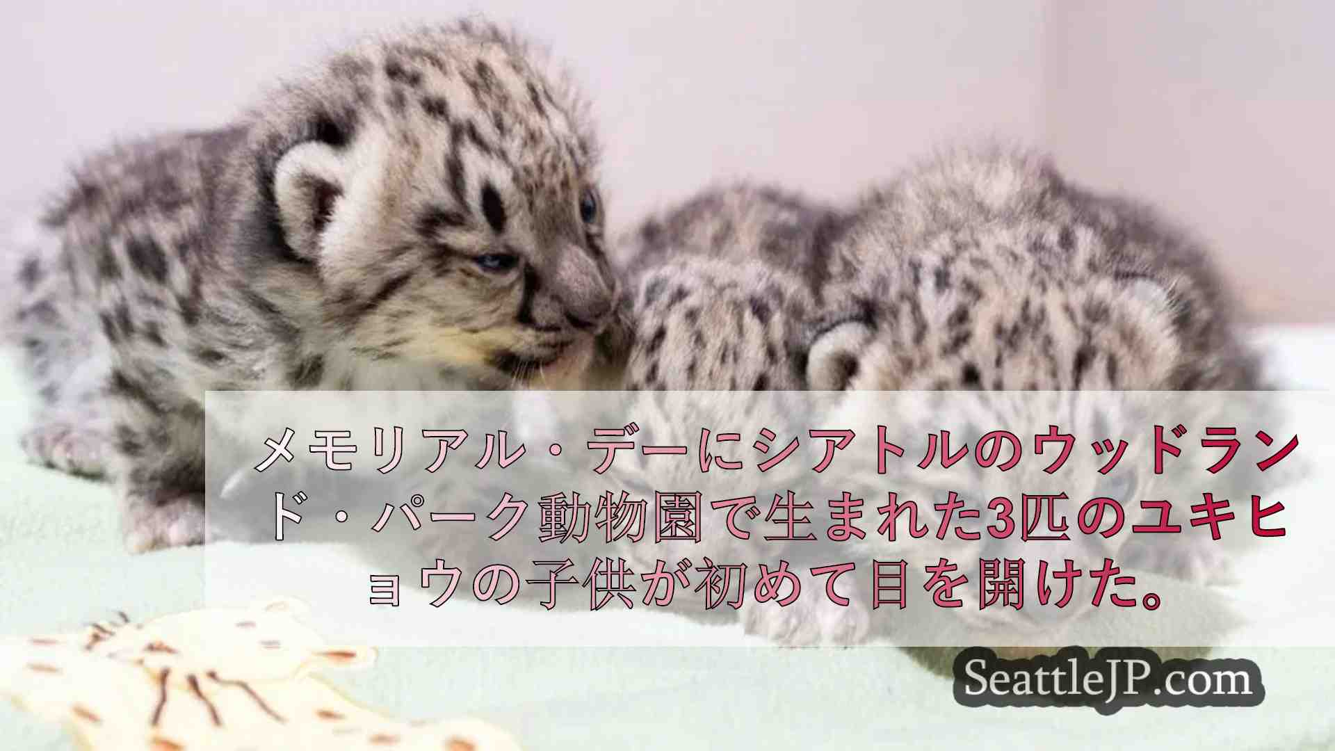 ウッドランド・パーク動物園のユキヒョウの子供が初めて目を開ける