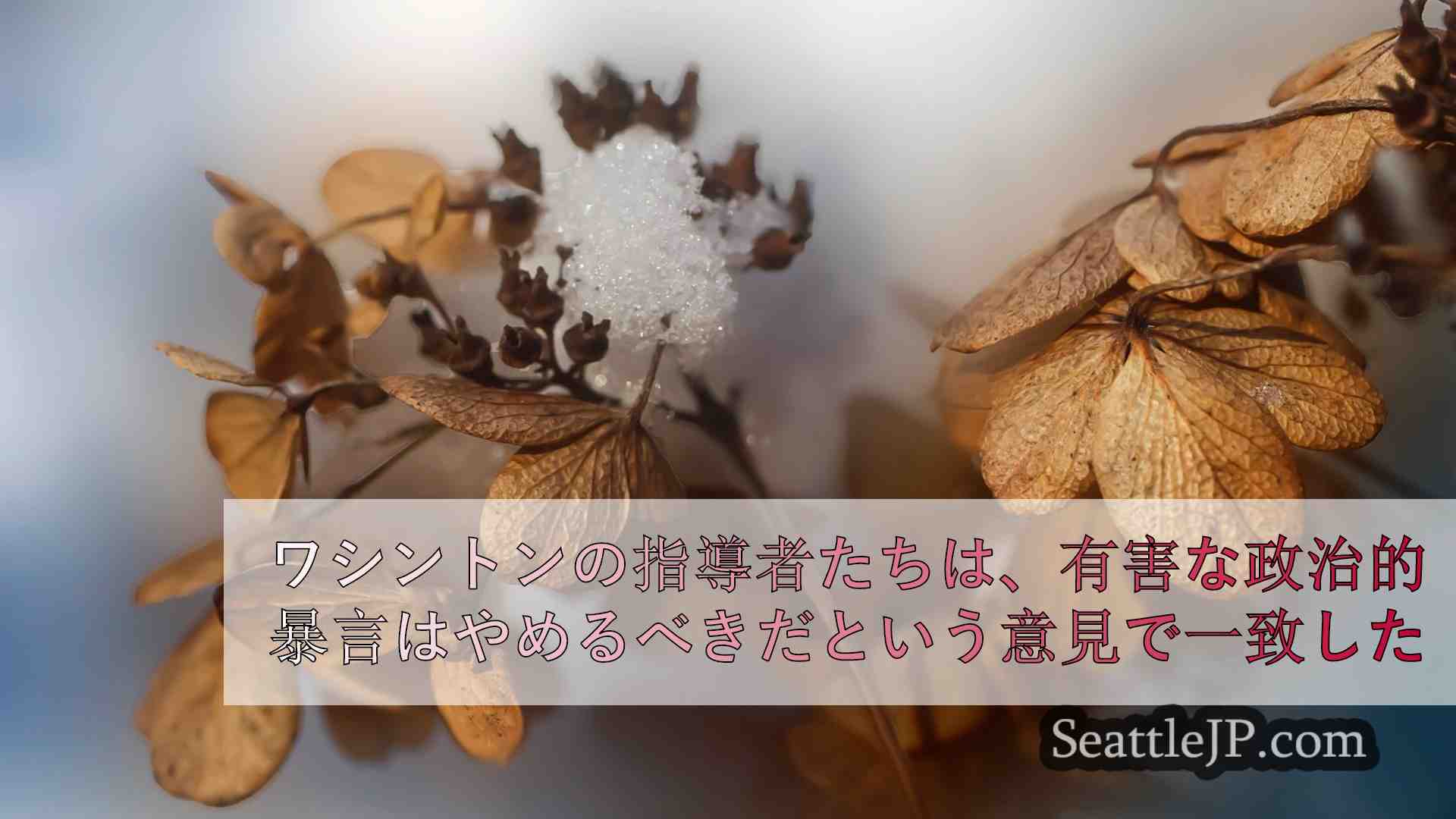 シアトルニュース SeattleJP