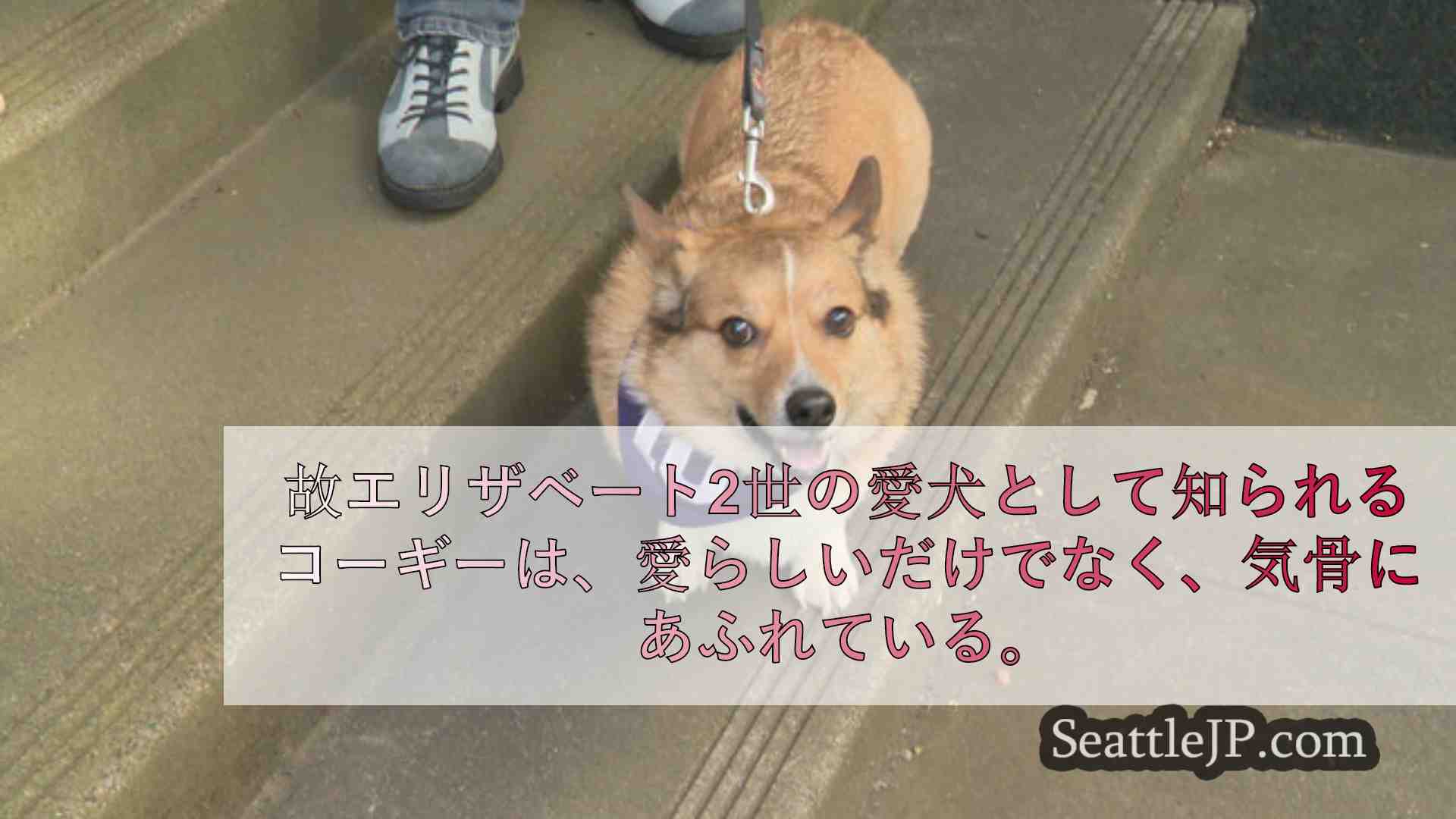 シアトルニュース SeattleJP