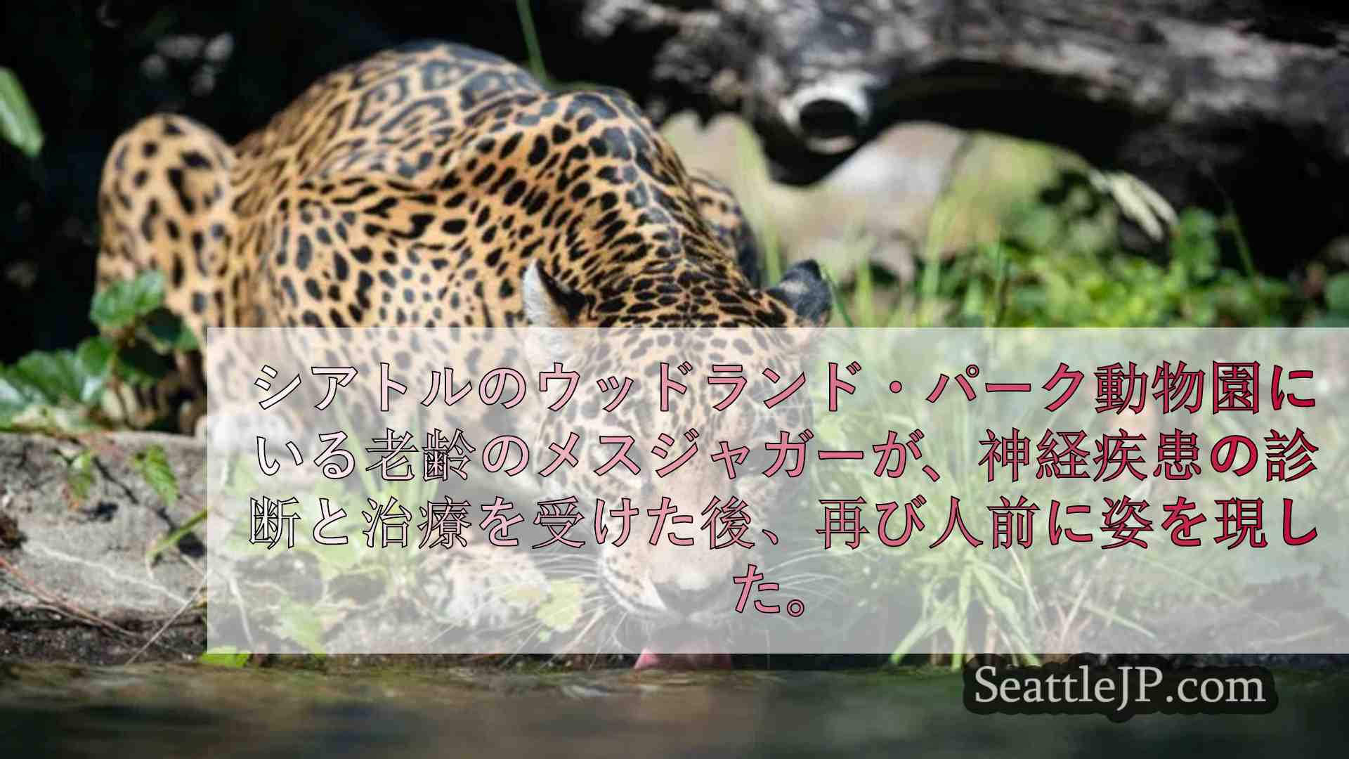 ウッドランド・パーク動物園の高齢ジャガー、神経治療を終えて展示再開