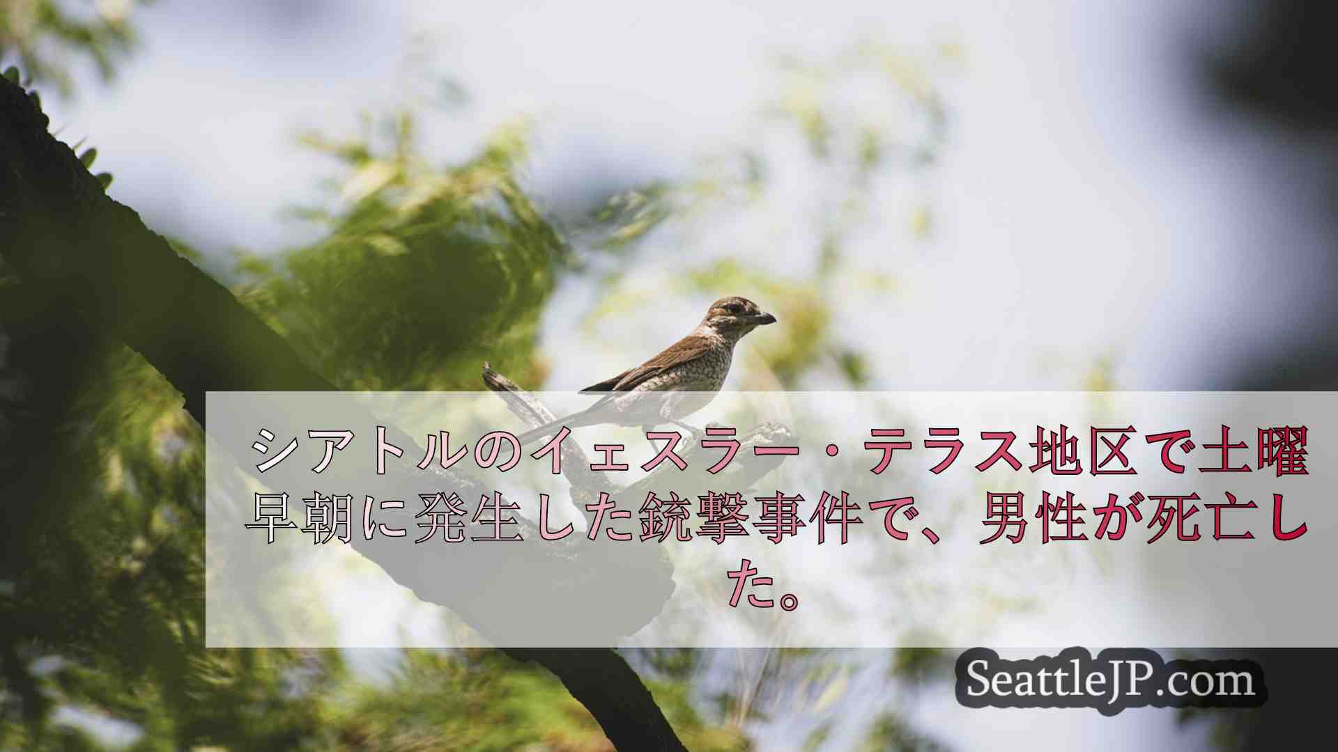 シアトルニュース SeattleJP