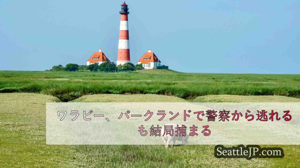ワラビー、パークランドで警察から逃れるも結局捕まる