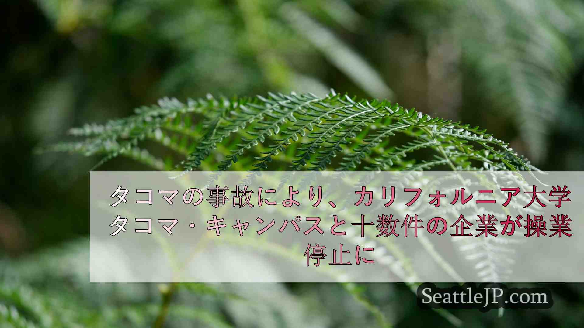 シアトルニュース SeattleJP