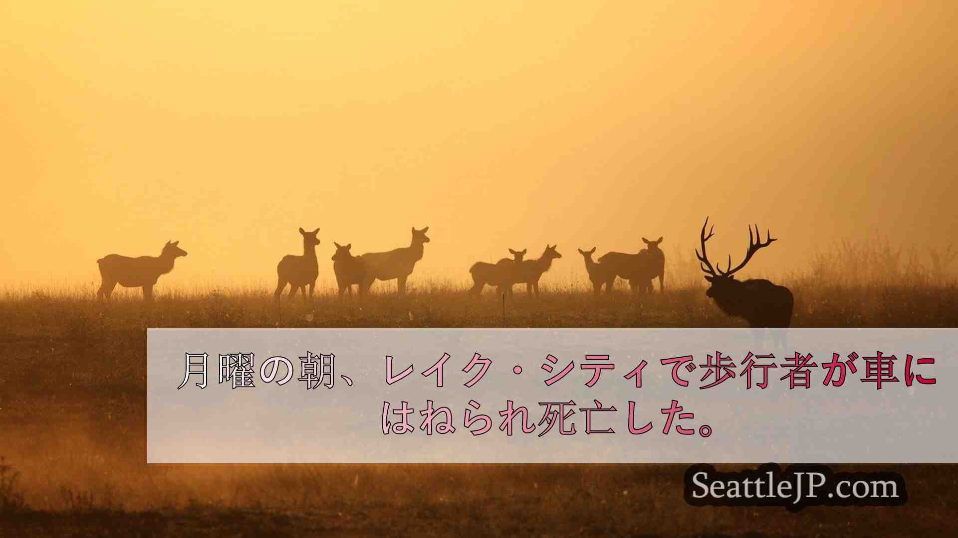 シアトルニュース SeattleJP
