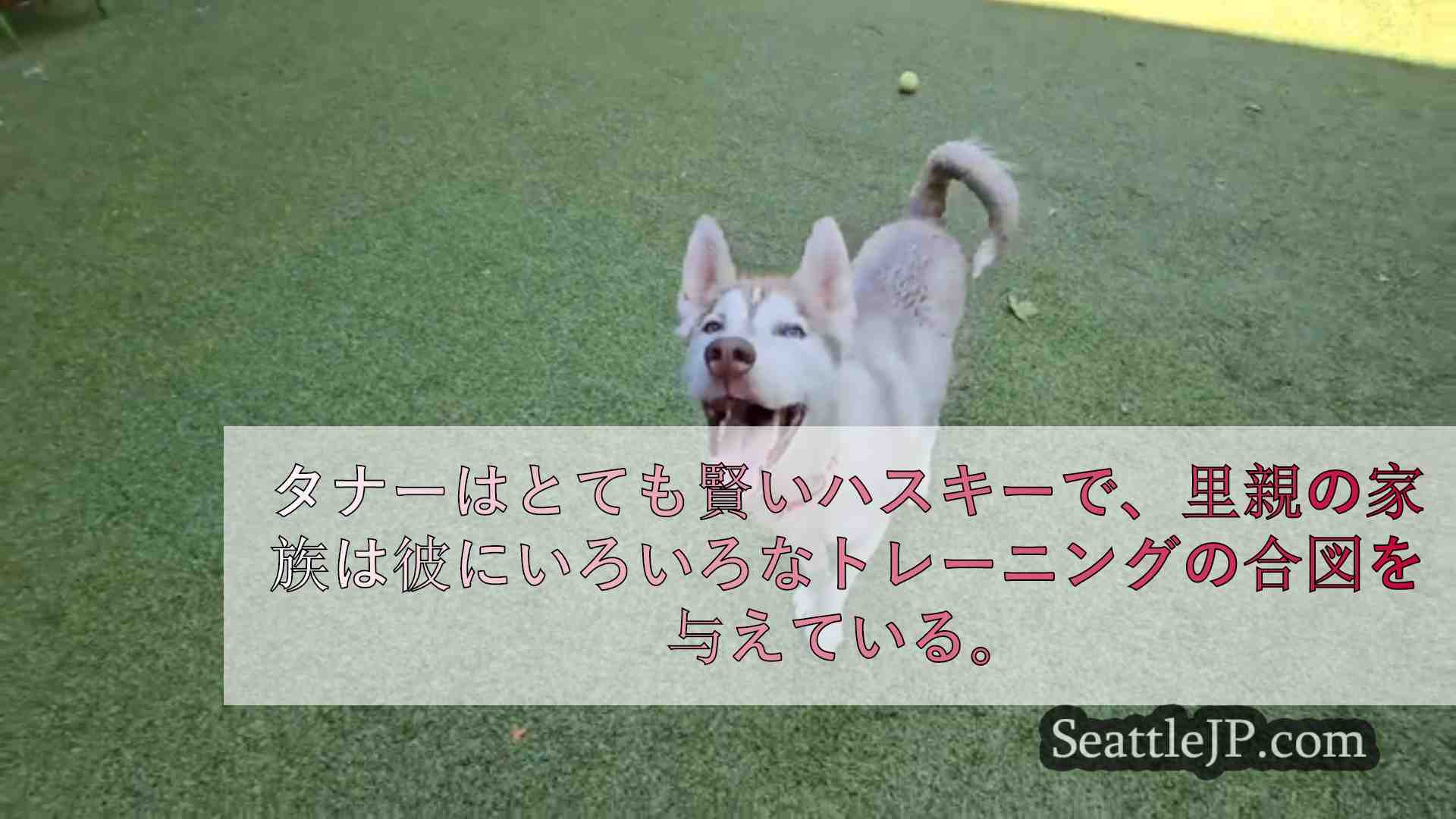 シアトルニュース SeattleJP