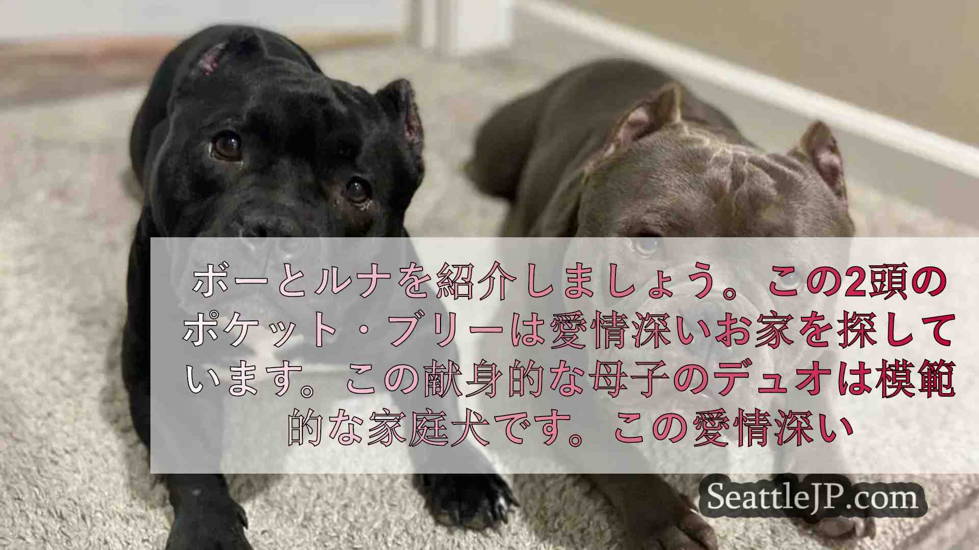 母子犬コンビのボーとルナが新しい家を探す