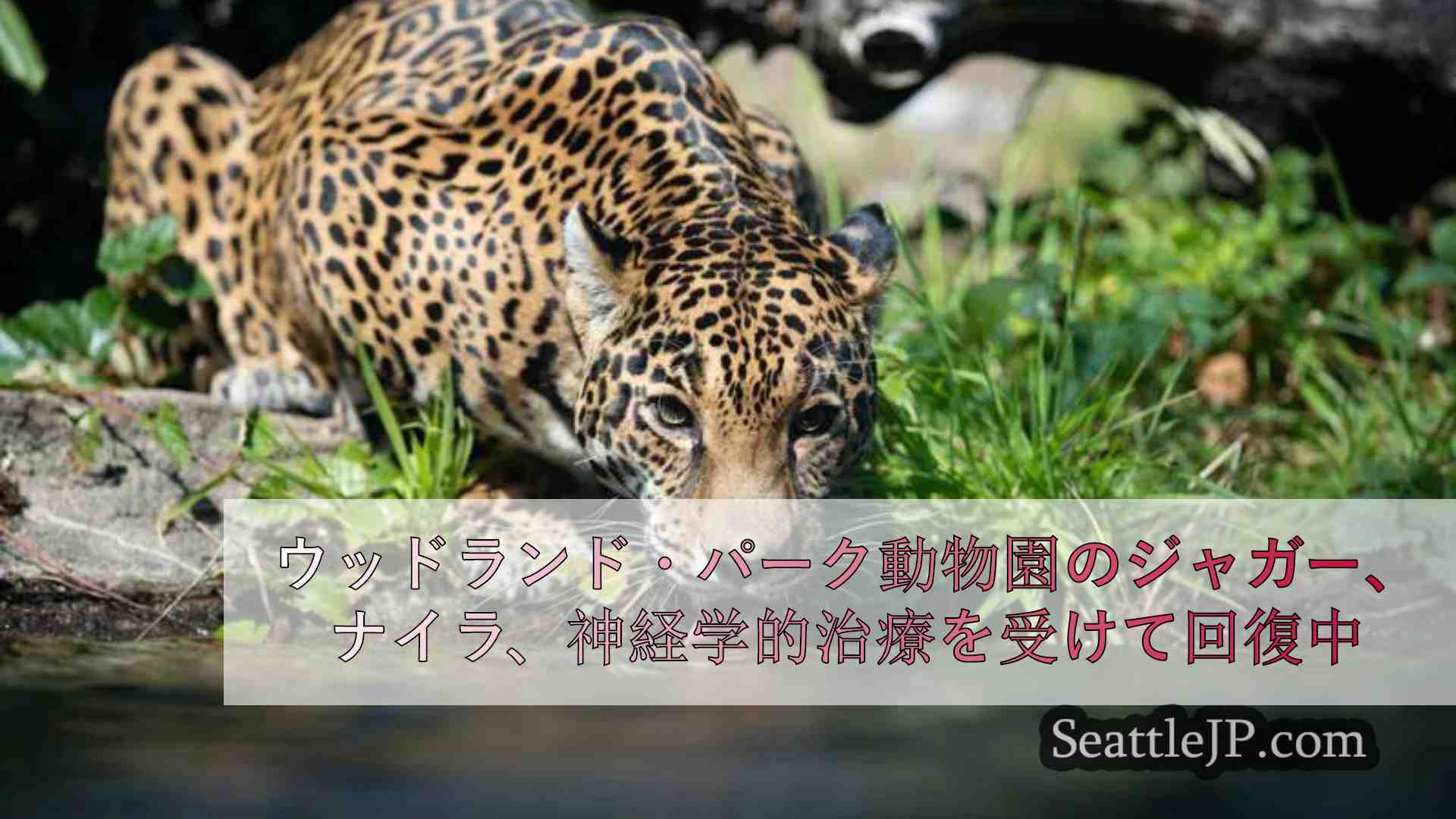 ウッドランド・パーク動物園のジャガー、ネイラが神経治療を受けて回復