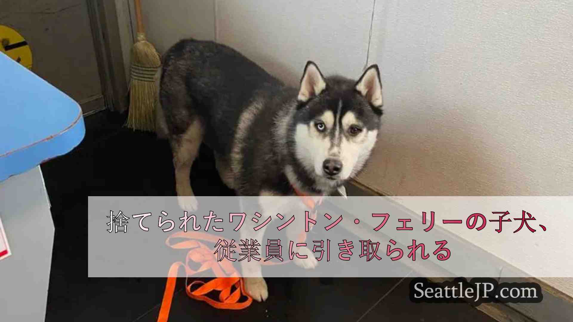 シアトルニュース SeattleJP