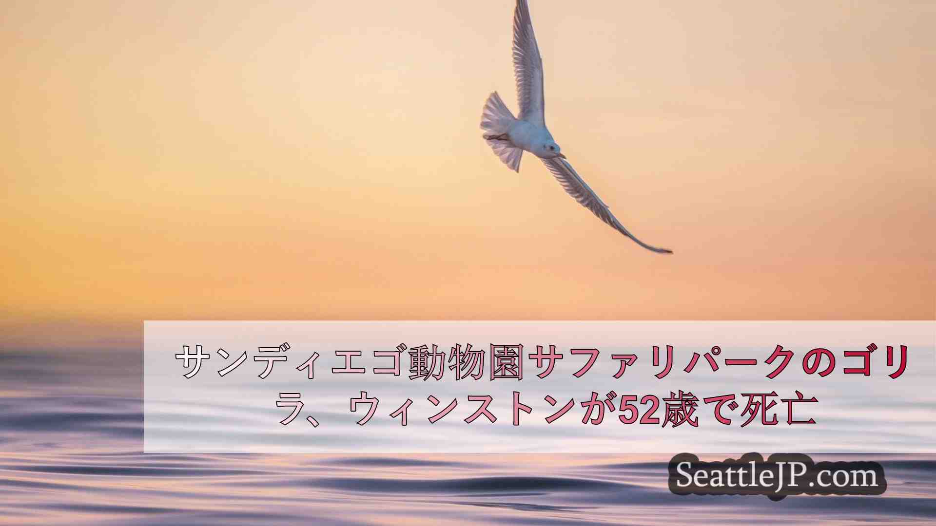 シアトルニュース SeattleJP