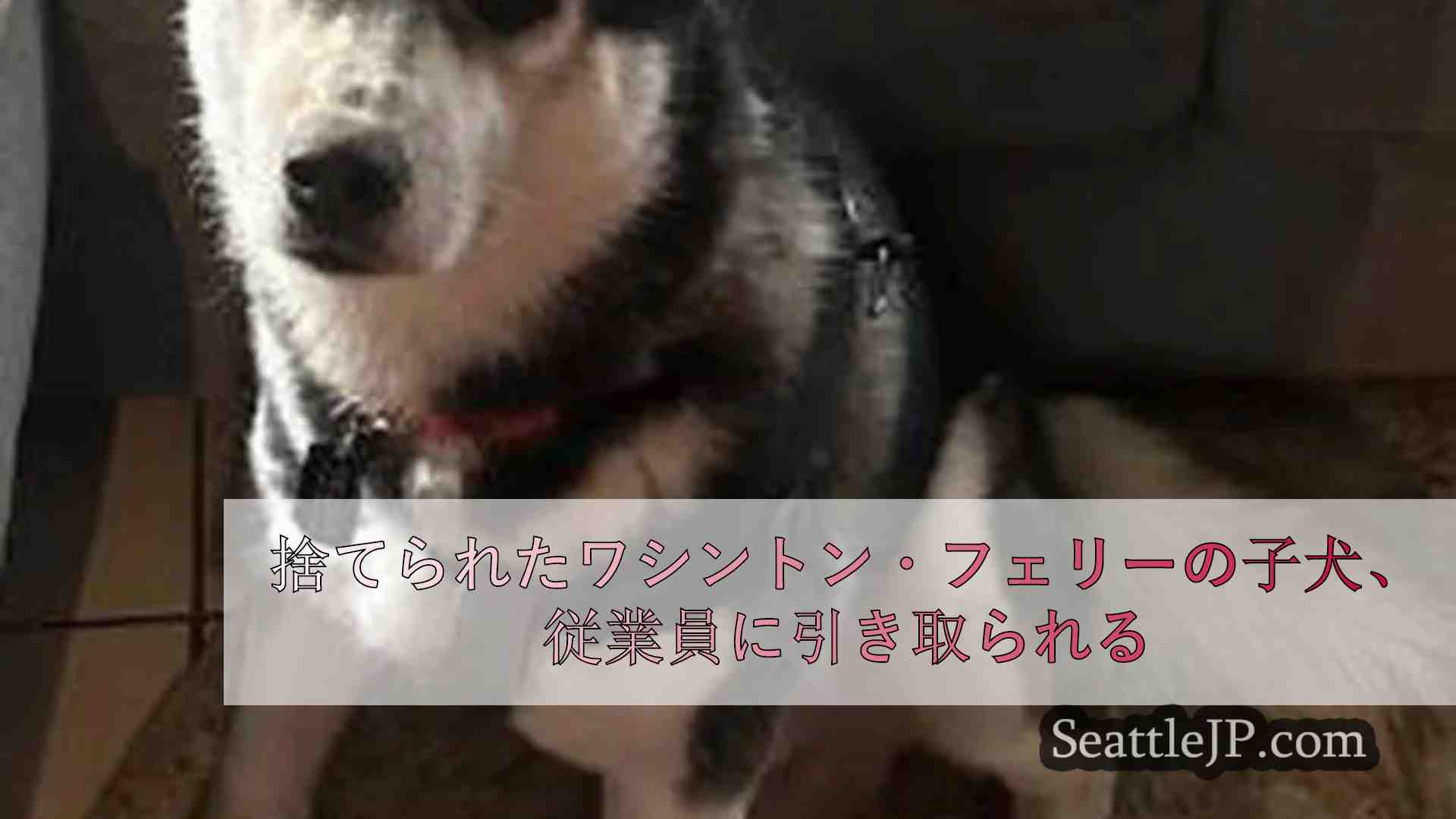 シアトルニュース SeattleJP