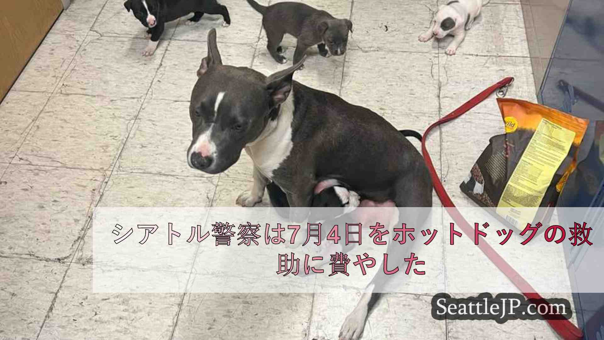 シアトルニュース SeattleJP