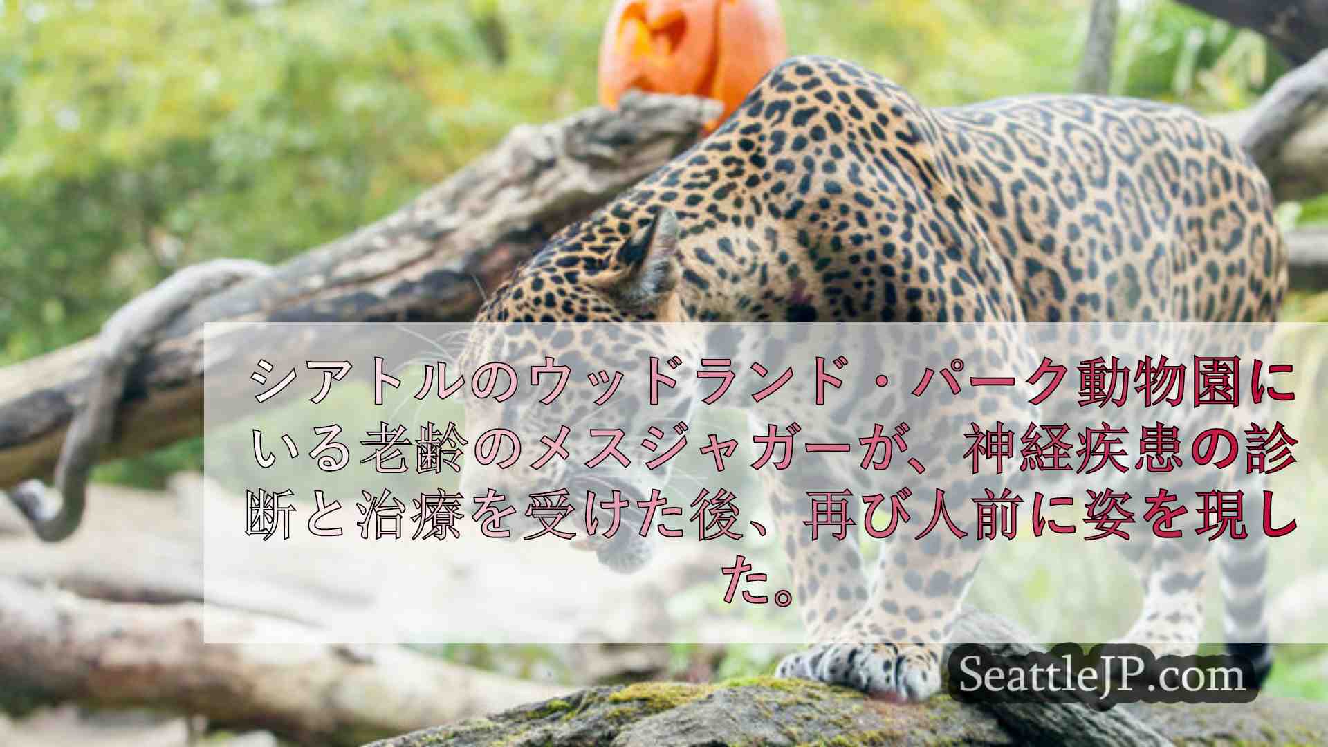 シアトルニュース SeattleJP