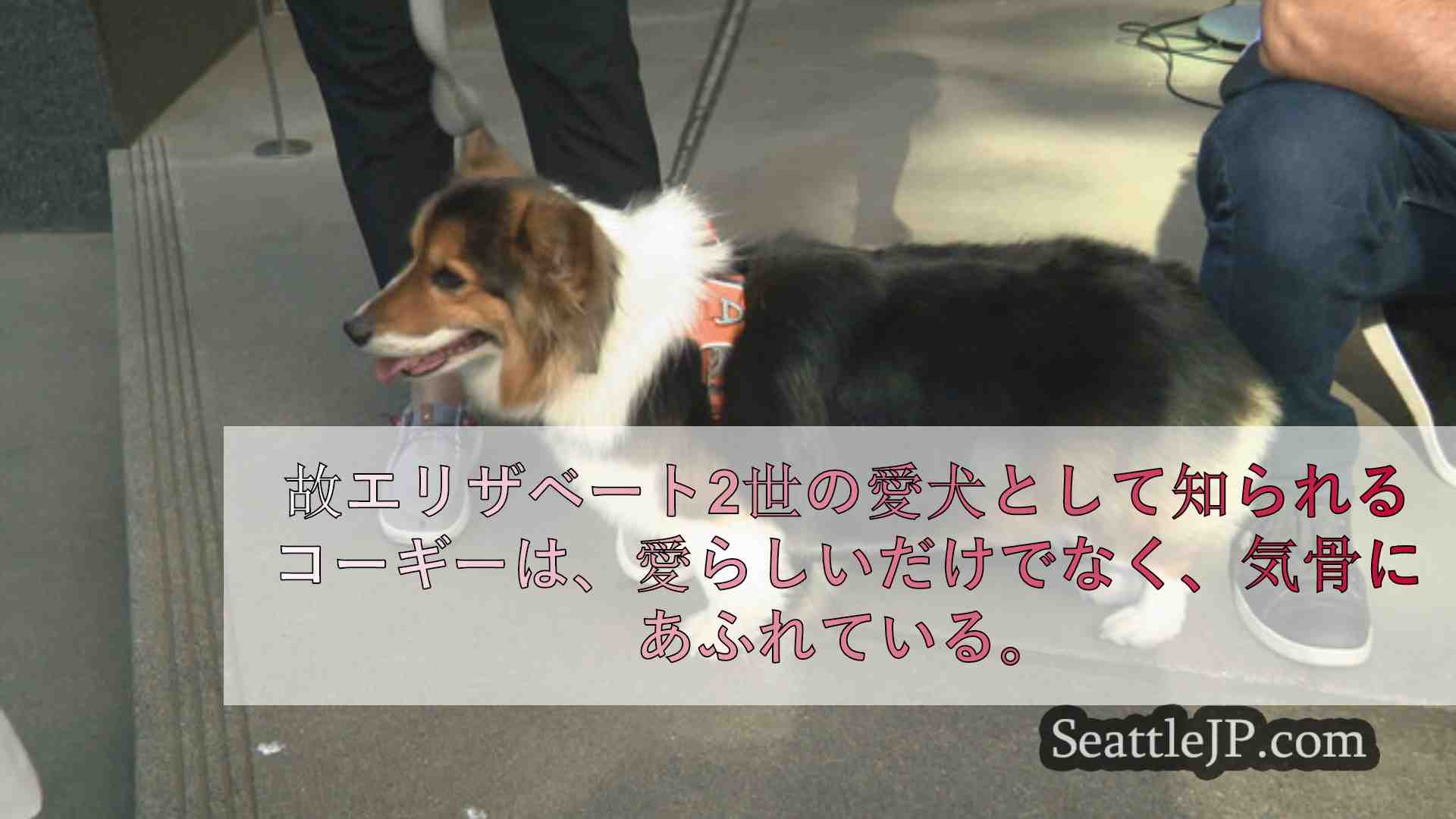 シアトルニュース SeattleJP