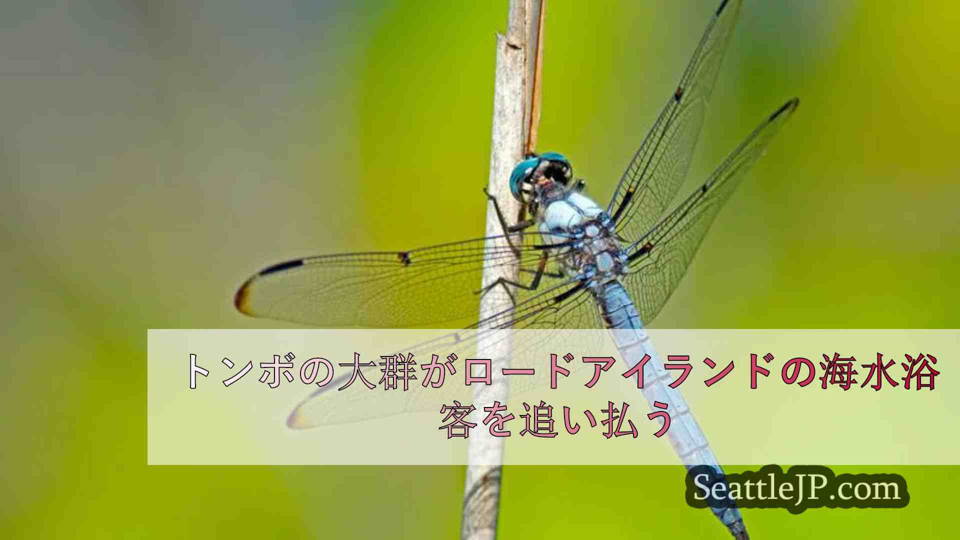 トンボの大群がロードアイランドの海水浴客を追い払う