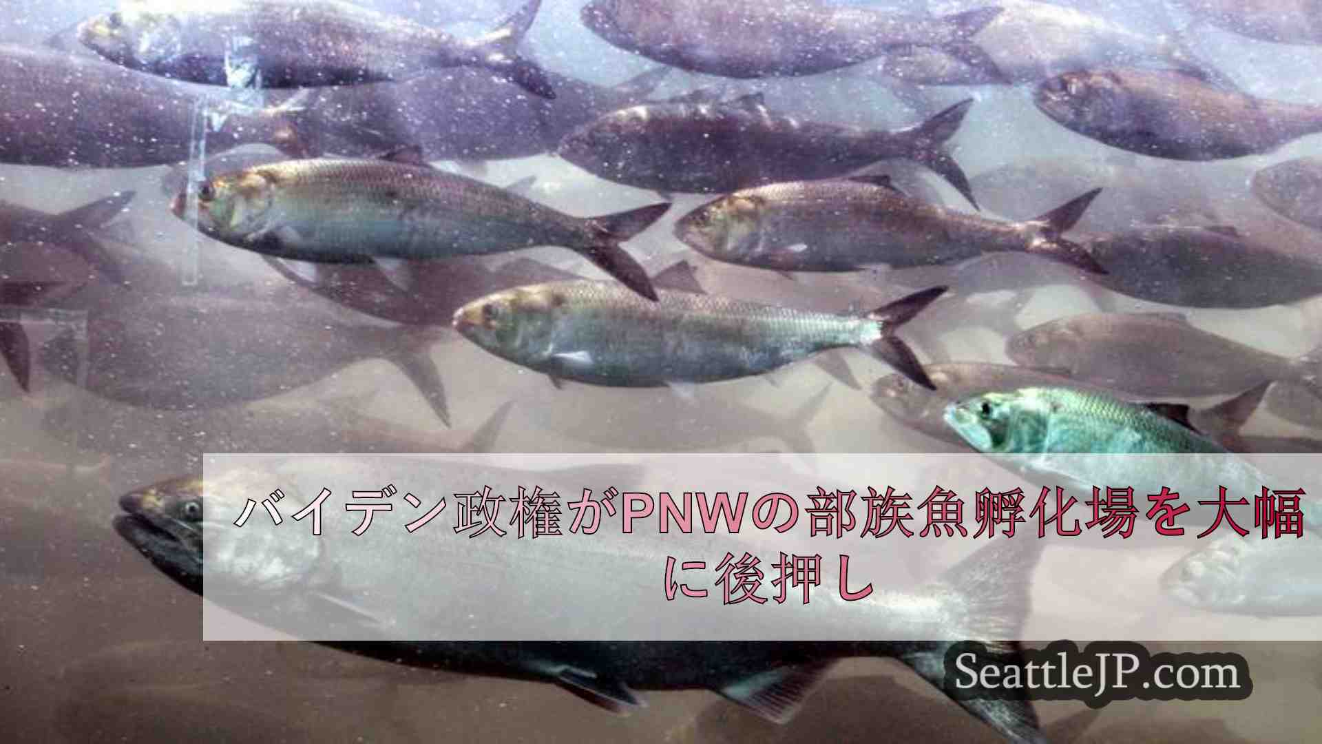 バイデン政権がPNWの部族魚孵化場を大幅に後押し