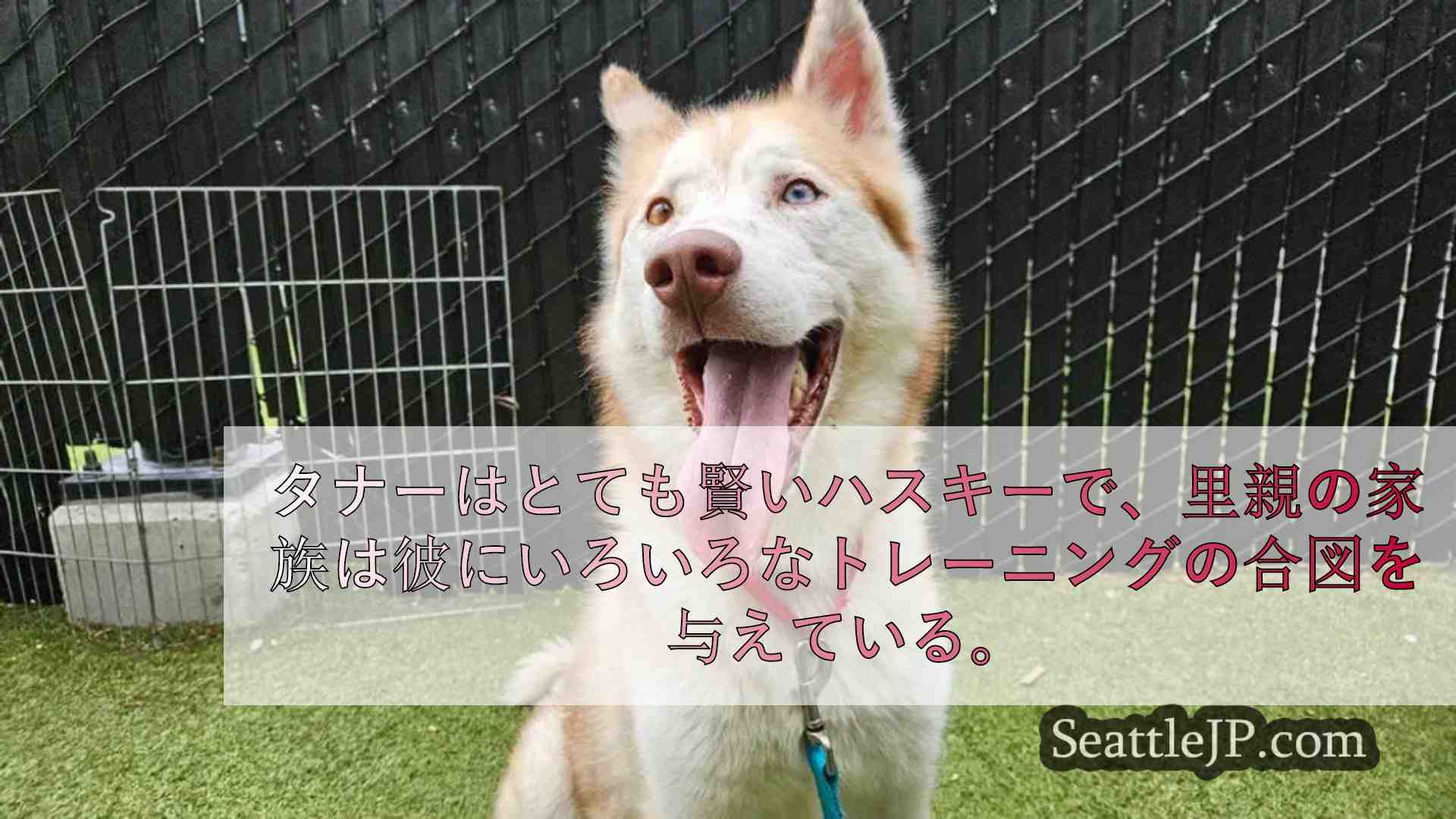今週のペット 愛情深い3歳のアラスカンハスキーのミックス、タナーを紹介します。