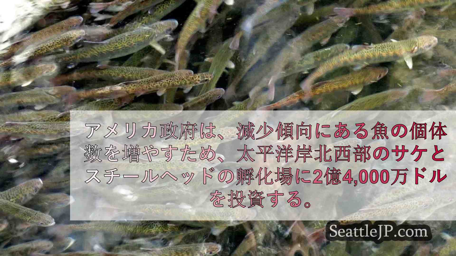 米国、太平洋岸北西部の魚類孵化場の改善と部族の権利保護に2億4,000万ドルを約