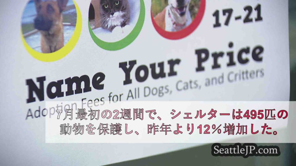 タコマ・ピアース郡動物愛護協会、シェルターが混雑する中、「価格を指定できる」キャ