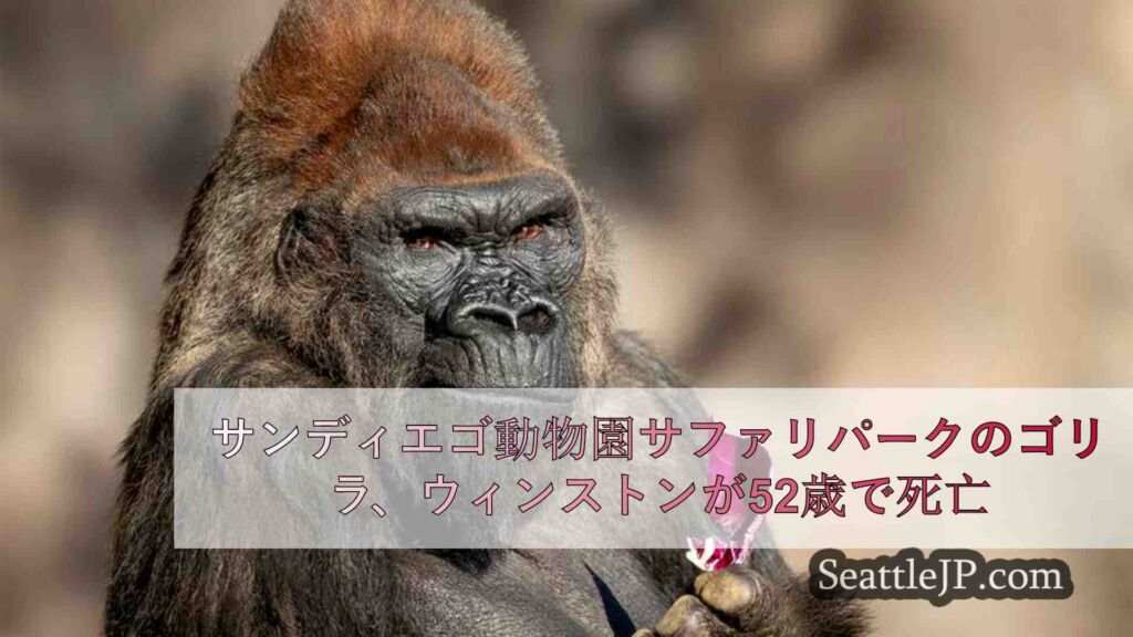 サンディエゴ動物園サファリパークのゴリラ、ウィンストンが52歳で死亡
