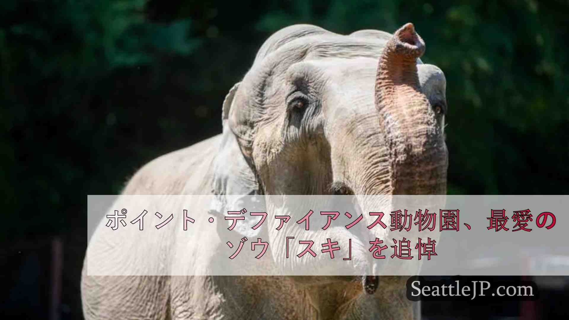 ポイント・デファイアンス動物園、最愛のゾウ「スキ」を追悼