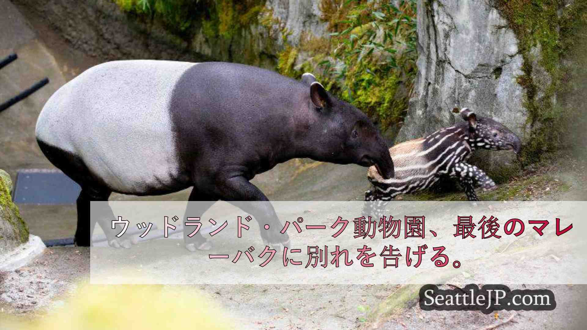 ウッドランド・パーク動物園、最後のマレーバクに別れを告げる