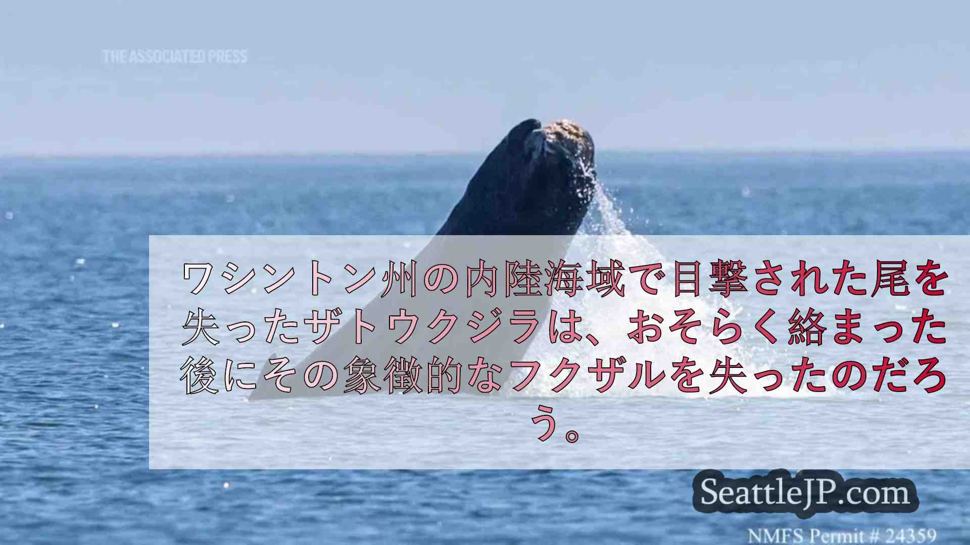 尾を失ったザトウクジラがワシントンのセイリッシュ海で発見される