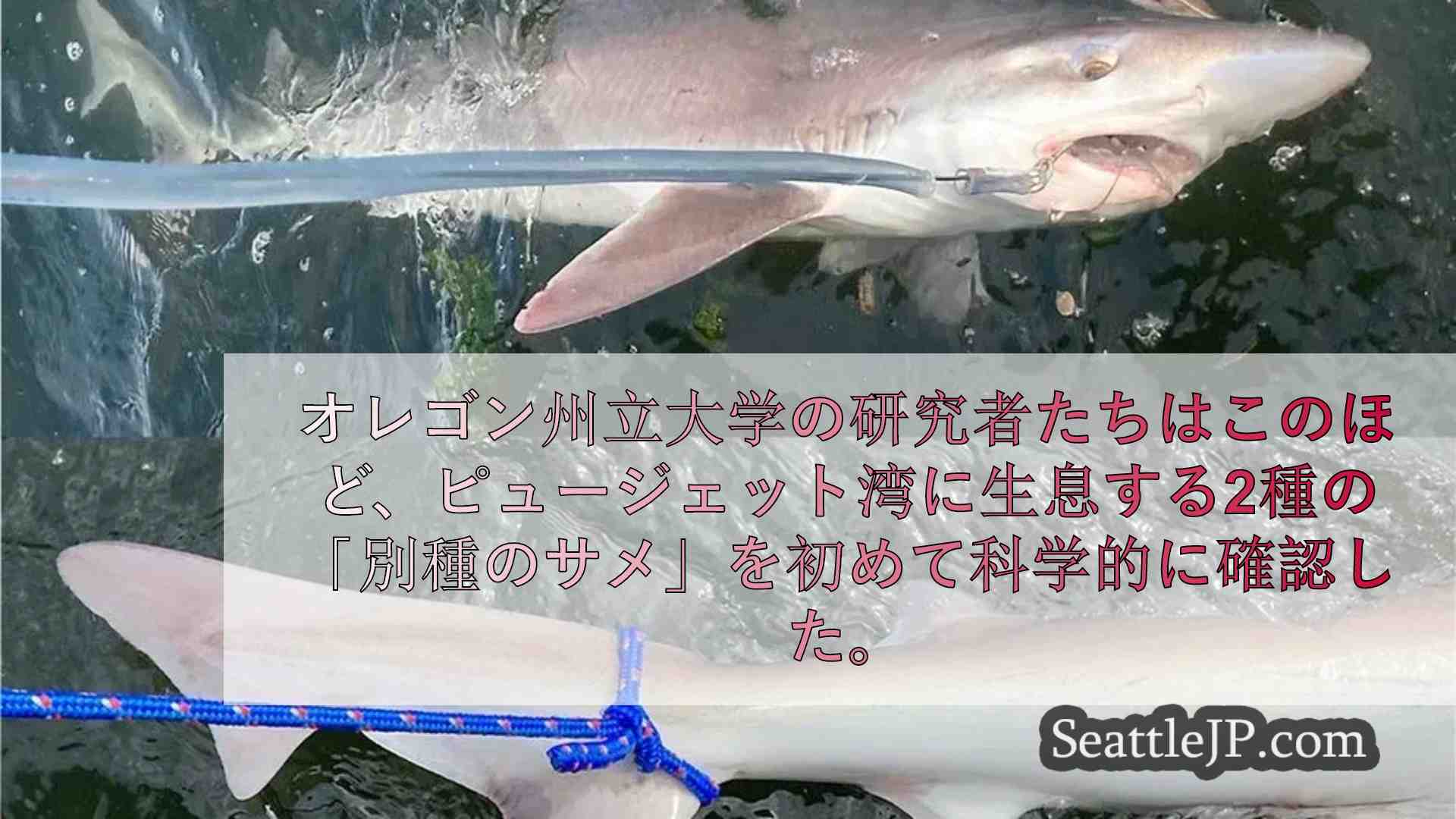ピュージェット湾で絶滅危惧種のスープフィン、ブロードノーズ・セブンギル・シャーク