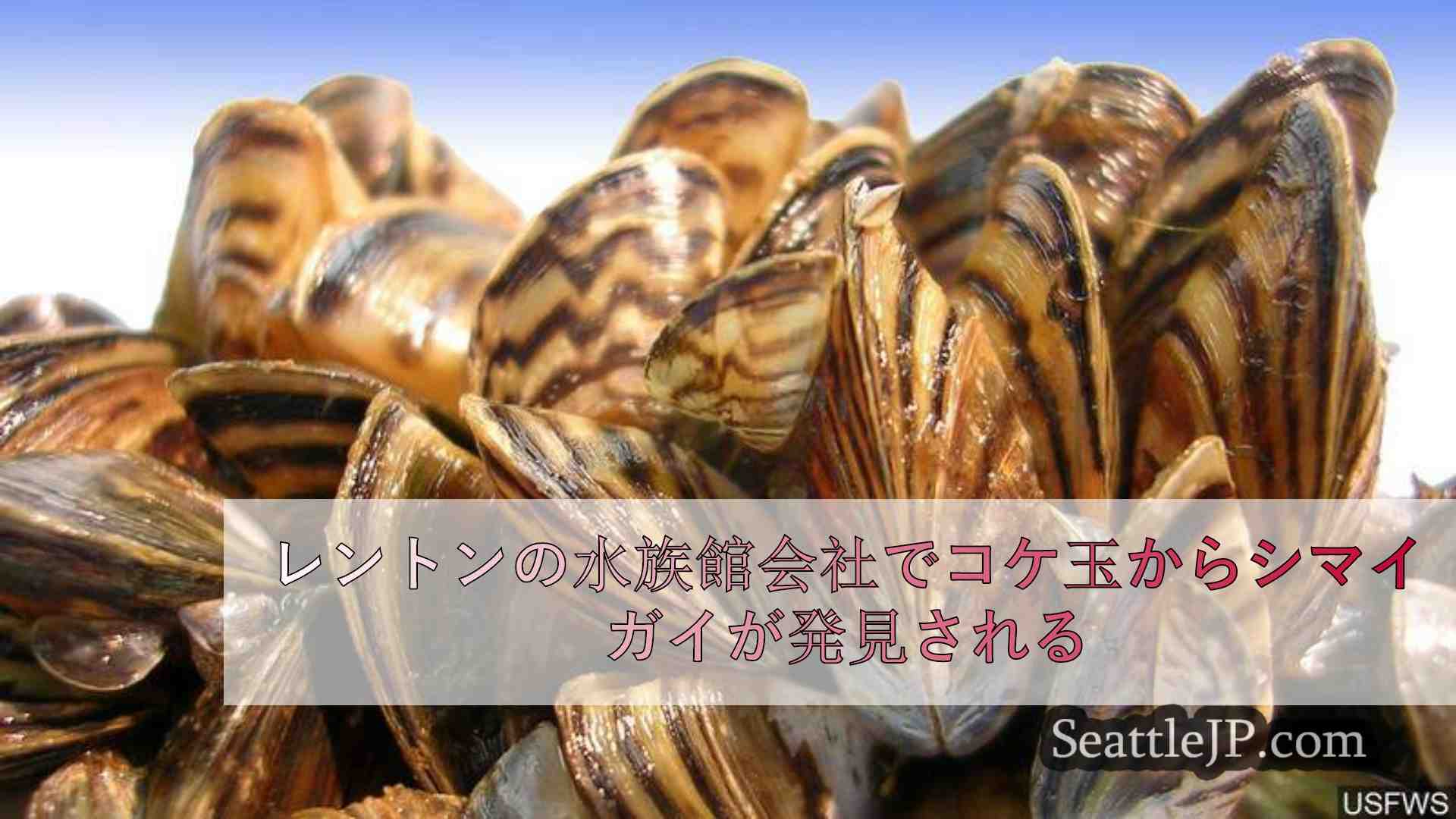 レントンの水族館会社でコケ玉からシマイガイが発見される
