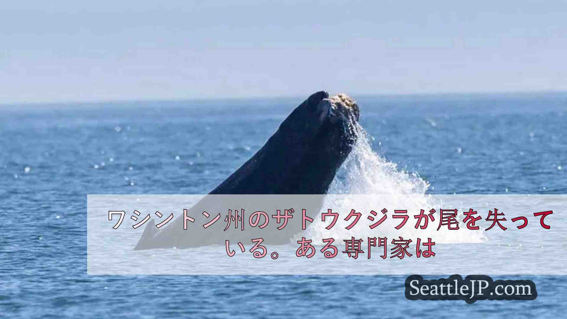 ワシントン州のザトウクジラが尾を失っている。ある専門家はこの光景を「胸が張り裂け